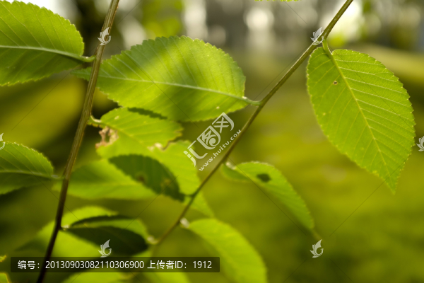 綠葉
