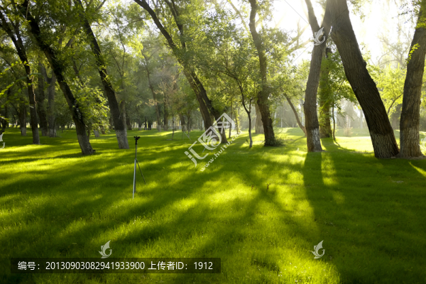 綠樹林
