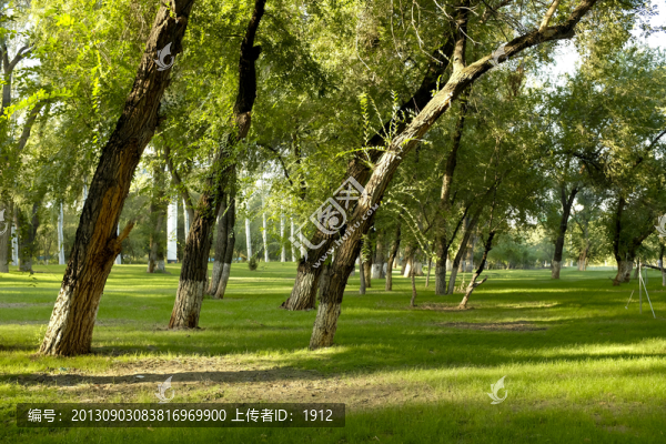 綠樹林