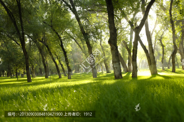 樹林