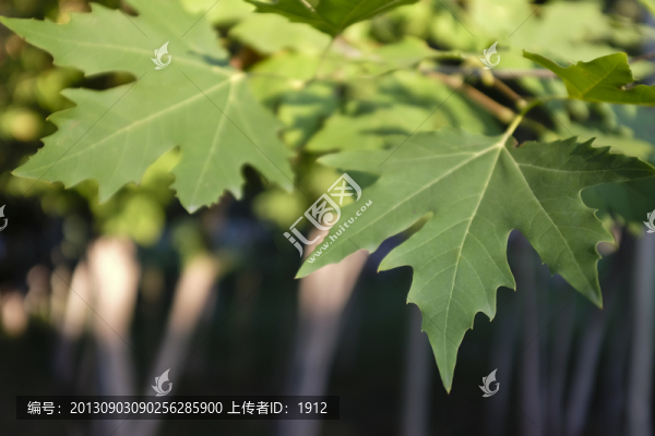 綠葉