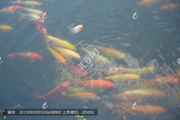 錦鯉