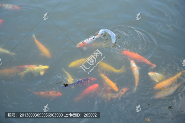 錦鯉