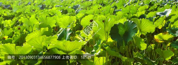 午后荷葉