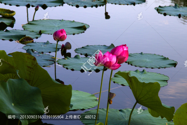 曲江池的秋色荷花
