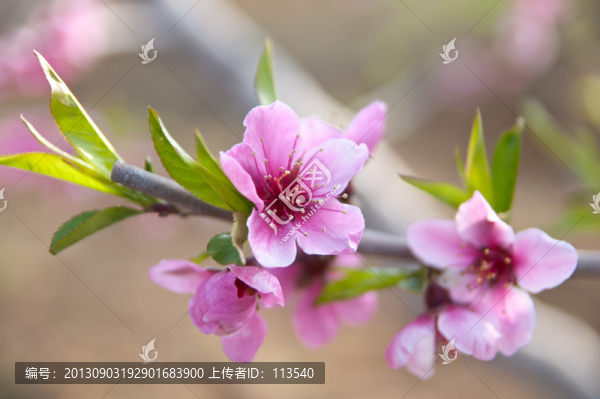 桃花