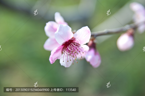 桃花