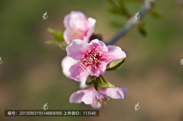 桃花