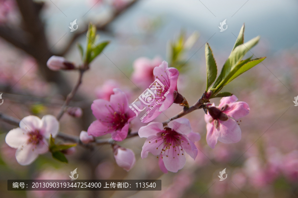 桃花