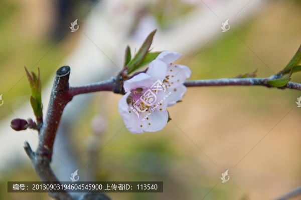 桃花