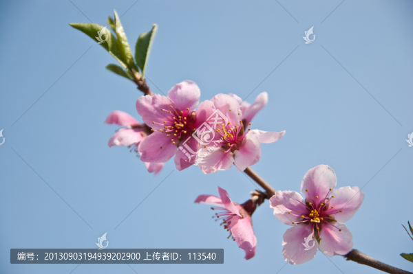 桃花