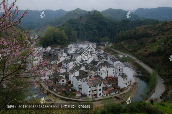 菊徑春色