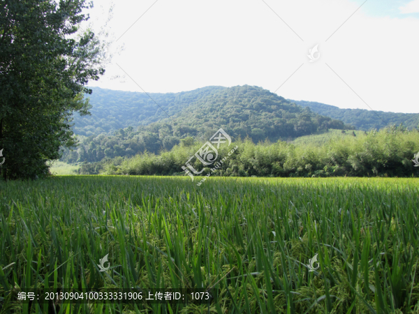 水稻田青山竹海