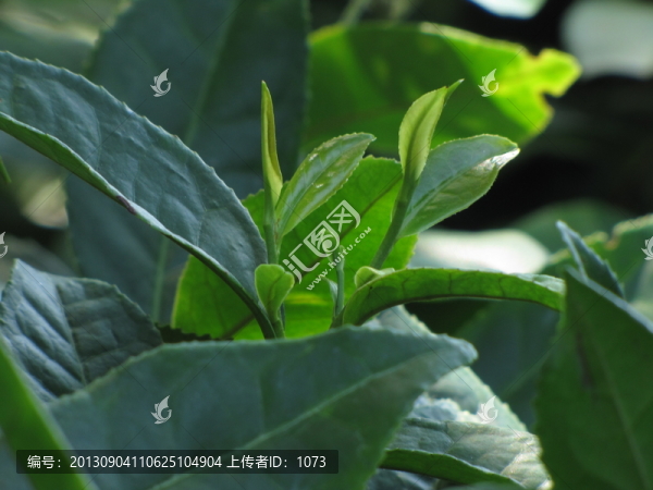 茶葉新芽