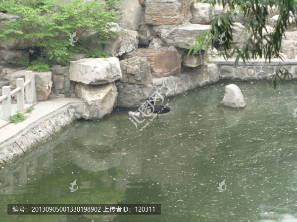 公園湖面