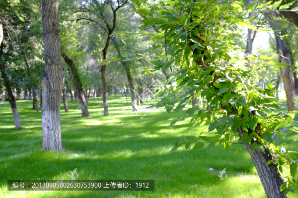 綠樹林