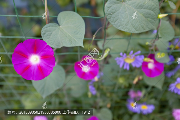 喇叭花