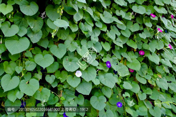 爬山虎,喇叭花