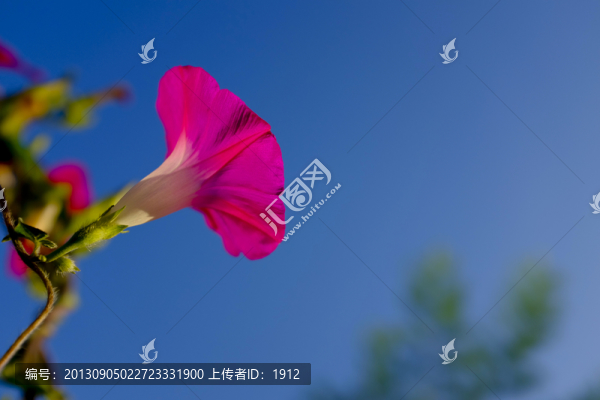 喇叭花