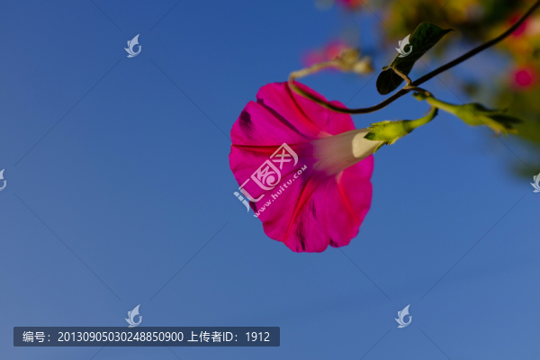 喇叭花