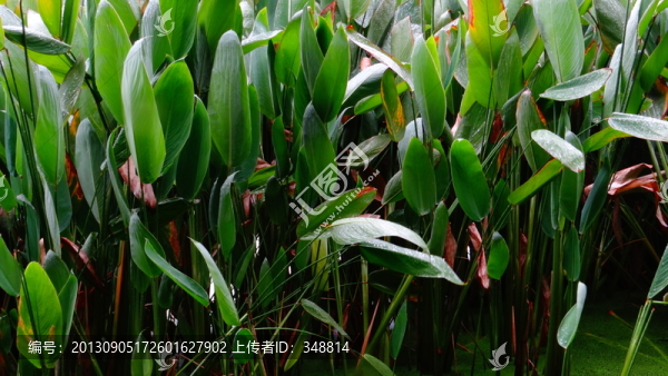 水草