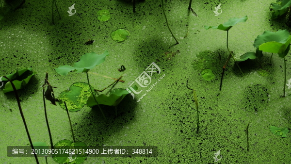 荷塘
