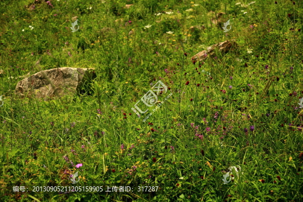 綠草地