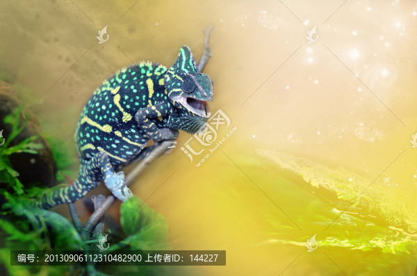 變色龍