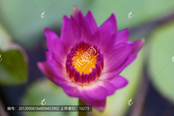 粉睡蓮