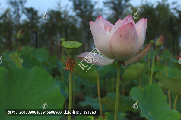 亭亭玉立、荷