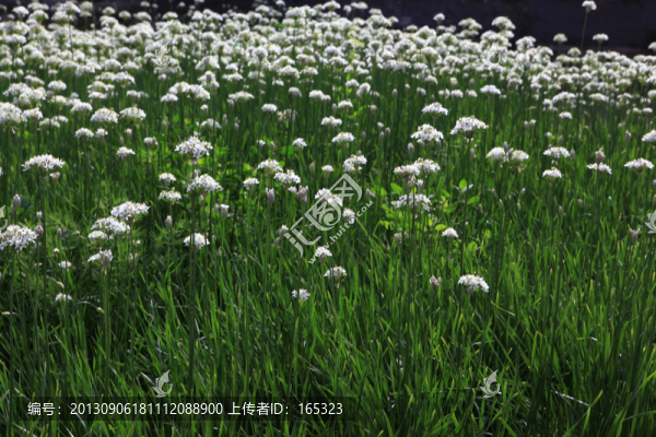 白花