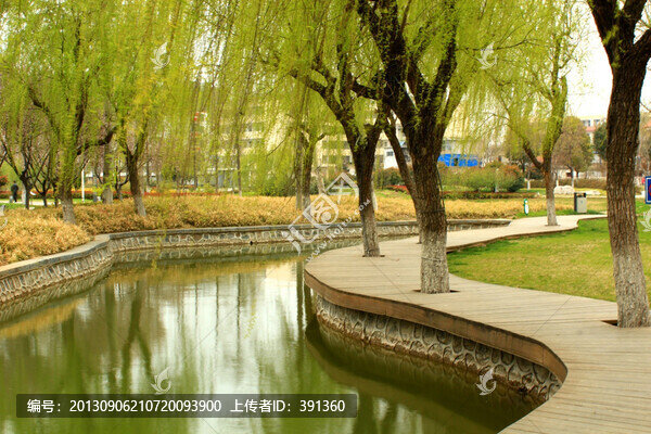 柳,小河,初春,嫩綠,公園