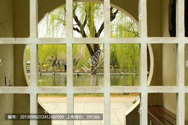 垂柳,窗,初春,綠