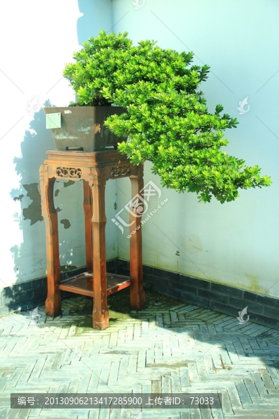 盆栽,,盆景松樹