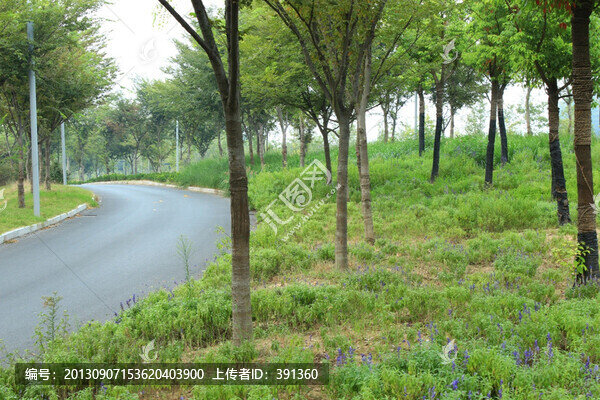 花徑,睢寧,雕塑,草地,路
