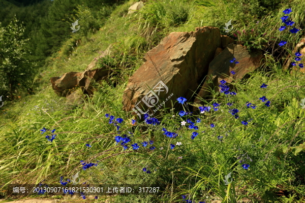 山石與野花