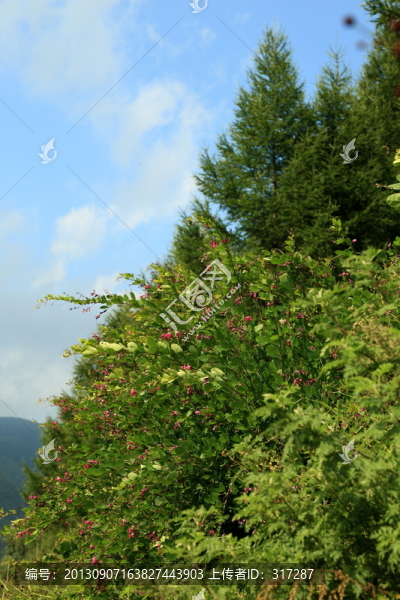 山野與藍(lán)天