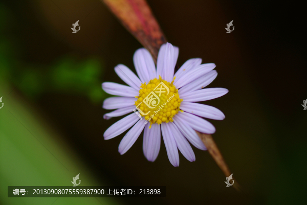 野花
