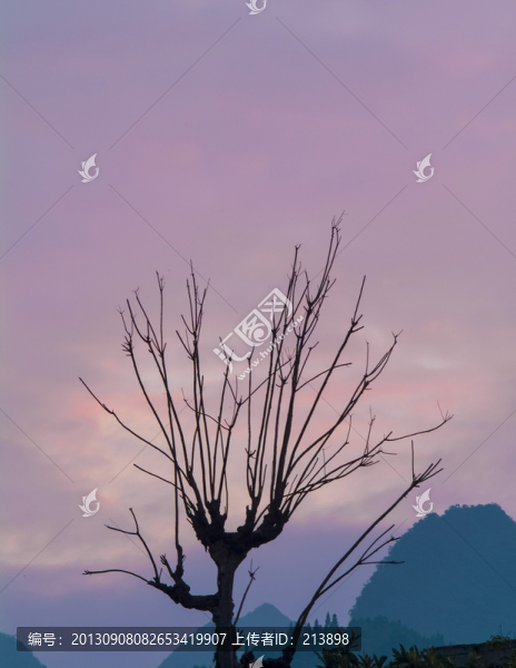 夕陽下的一棵樹