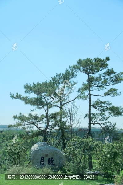 園博會(huì)曉月松樹
