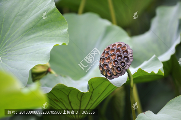荷花蓮蓬
