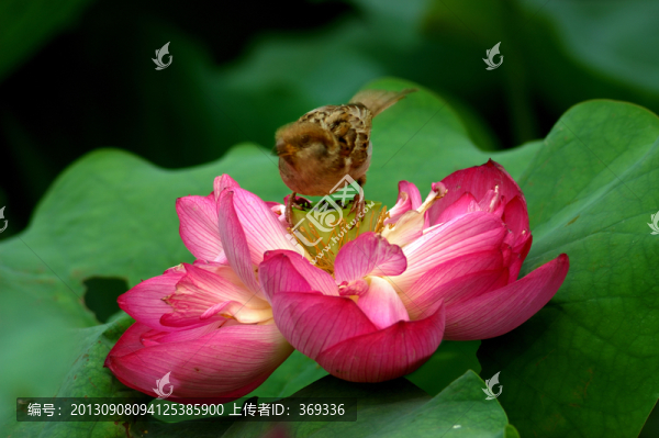 荷花與麻雀