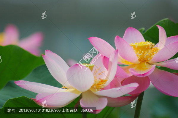 兩朵荷花
