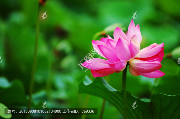 荷花并蒂蓮