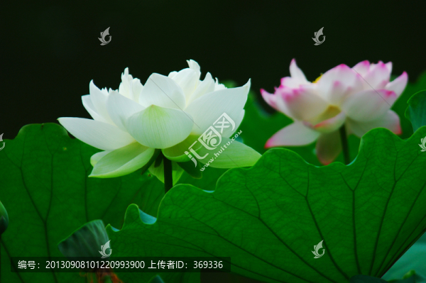 白色荷花