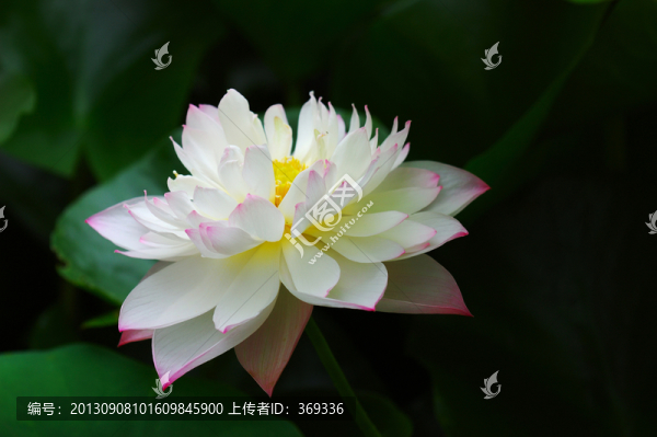 白色荷花