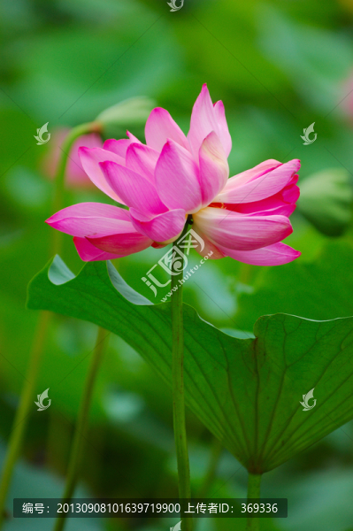 荷花并蒂蓮