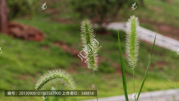 小草