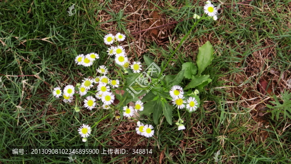 野花