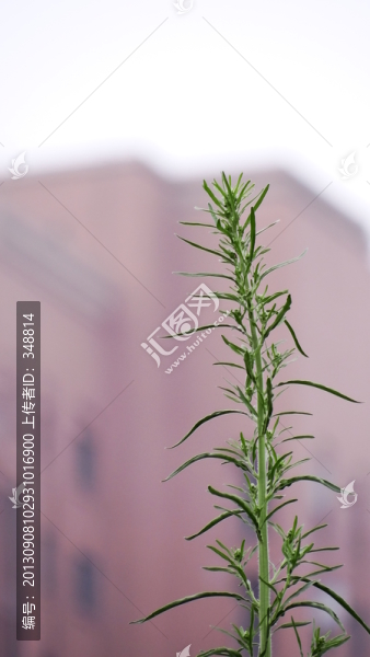 小草
